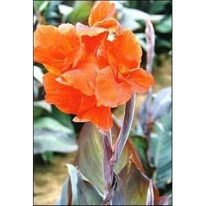  Canna Red King Humbert 1 pack Patio, Lawn & Garden