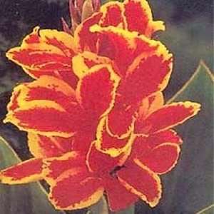  Dwarf Lucifer Canna 2 Roots   Red & Golden Flowers Patio 