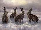 Wildlife, Hare Christmas cards pack of 10 by John Trickett C391x