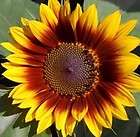 MAHOGANY BI COLOR SUNFLOWER~Seed​s~~~~~Glor​ious