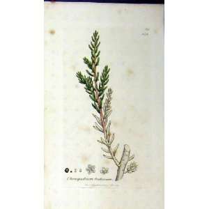  1799 Sowerby Botanical Print Chenopodium Fruticosum