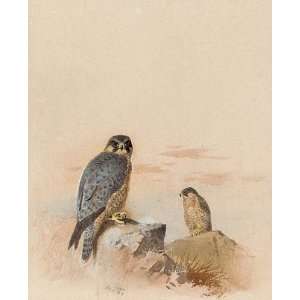 FRAMED oil paintings   Archibald Thorburn   24 x 30 inches   Peregrine 