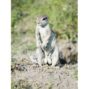  Ground Squirrel, Male in Breeding Condition, Central Kalahari Game 