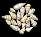 Bestshells 20 pcs. Haitian Land Snail  Candy Stripe ~ Sailors 