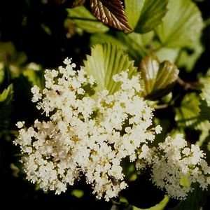  VIBURNUM RED FEATHER  ARROWWOOD / 1 gallon Potted Patio 