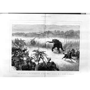  1876 PRINCE WALES HUNTING TERAI ELEPHANT SPORT HORSES 