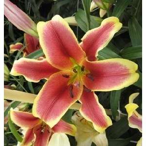  Pre cooled Lily Sophie 14 16 cm. 300 pack Patio, Lawn 