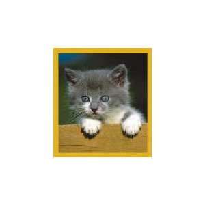  New Magnetic Bookmark Who Are You Gray Kitten High Quality 