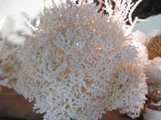 LARGE Birdsnest birds bird nest coral decor seashell aquarium 23x24 