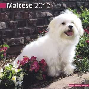  Maltese 2012 Wall Calendar 12 X 12