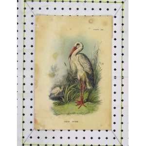    C1850 Colour Print White Stork Wild Bird Nature
