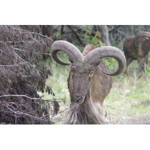  Aoudad Taxidermy Photo Reference CD