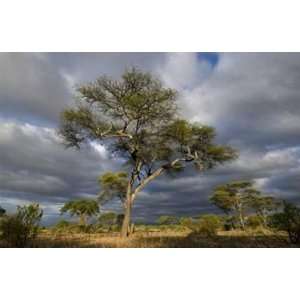  Jon Cox   Tanzania Landscape Giclee on acid free paper 
