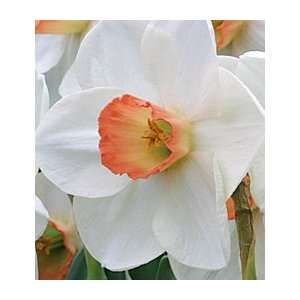  Narcissus Fragrant Rose Patio, Lawn & Garden