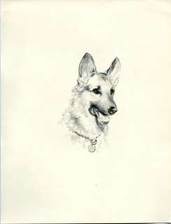 Vintage Drawings Prints Set Dogs Dachshund German Shepherd Saint 