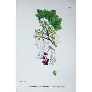  Botany Plants C1902 Red Currant Ribes Rubrum Friut