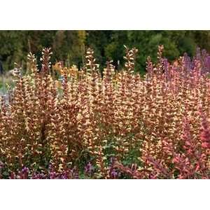  HYSSOP SUMMER GLOW / 1 gallon Potted Patio, Lawn 