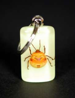 BUG KEYCHAIN Real Orange Beetle Insect Glow in Dark NIB  