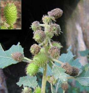 15 Seeds Xanthium strumarium Cocklebu burdock datura  