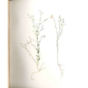    Perrin Ltd Ed 1914 Narrow Leaf & Cathartic Flax