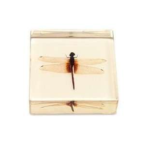  Dragonfly Paperweight