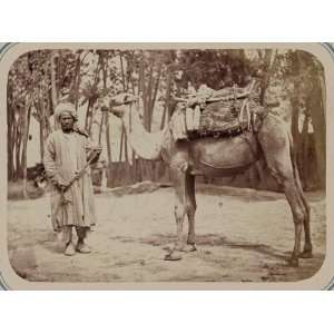  Central Asia,camel,pack saddle,transportation,c1865