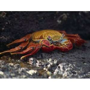 Close Up of Sally Lightfoot Crab, Santa Cruz Island, Galapagos Islands 
