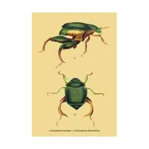 Beetles Scarabaeus Macropus and Chrysophora Chrysochlora 