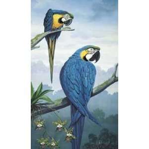  Jules Scheffer   Blue and Gold Macaw