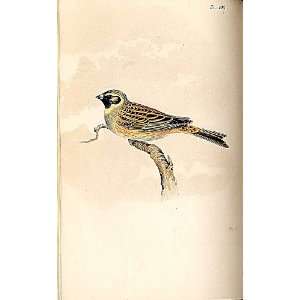  Cirl Bunting Meyer H/C Birds 1842 50