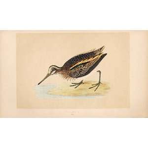  Jack Snipe British Birds 1St Ed Morris 1851