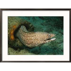  A Spotted Moray Eel Slithers out of His Coral Home Framed 