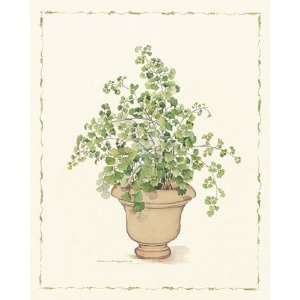  Green Plant in a Clay Pot   Poster by Carolyn Cappello 
