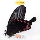 BUTTERFLY/MOTH/MOUNTED Sichuan China PAPILIO BIANOR  