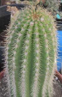   Hybrid Pink Flying Saucer Very Large Clumping Cactus 18  