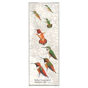   Hummingbird Finest LAMINATED Print David Sibley 8x20