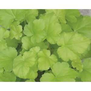  CORAL BELLS KEY LIME PIE / 1 gallon Potted Patio, Lawn 