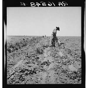   Potato Pickers,Shafter,Kern County,CA,California,1937