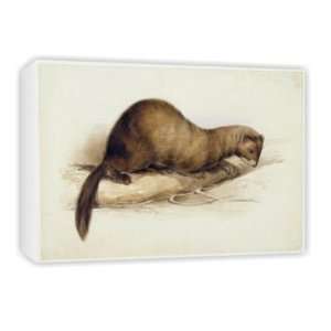  A Weasel, 1832 (w/c, pen, ink, gouache and   Canvas 