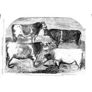  1860 SHORTHORNS BULLS COWS CANTERBURY BUTTERFLY ROSE