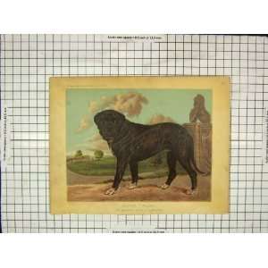  C1880 Mastiff Dog Wolsey Banbury Colour Print