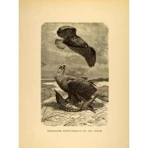  1885 Lithograph Cinereous Sea Eagle White Tailed Black Monk 