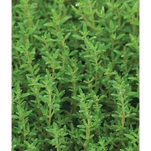  Thyme, Common 1 Pkt. (1500 seeds) Patio, Lawn & Garden