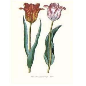  Tulipa Cultivar Poster Print