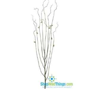 Salix (Willow) Branch, Natural with Leaves, Set of 6, 42  