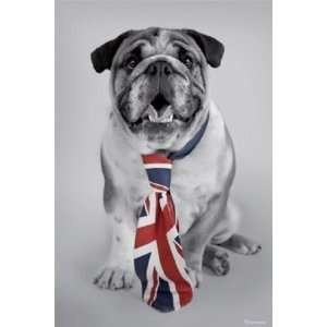   Tie British Bulldog Cute Dog Poster 24 x 36 inches