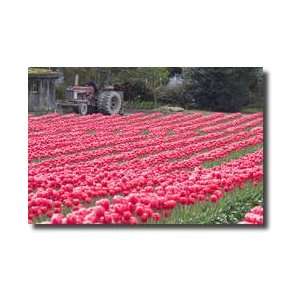  Vibrant Pink Tulips Giclee Print