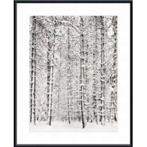  Ansel Adams Pine Forest in the Snow, Yosemite National 