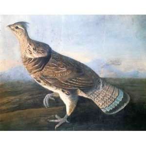   oil paintings   John James Audubon   24 x 20 inches   Ruffed Grouse