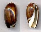 Bestshells Oliva Tigrina Faliax 38.30 mm Fine + + +